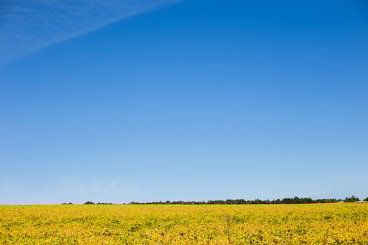field with mature yellow soybean against blue sky with white clouds. Growing foods for vegetarians. Growing foods for vegetarians. photo