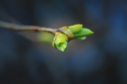Branches of lilac buds after the rain. Raindrops on the branch. photo