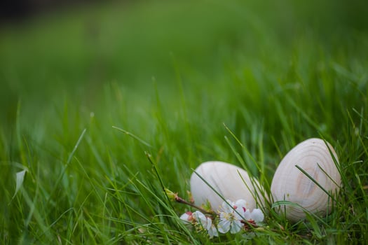 Two white Easter eggs with a branch of apricot in green grass. Easter background. Search for eggs at Easter. photo