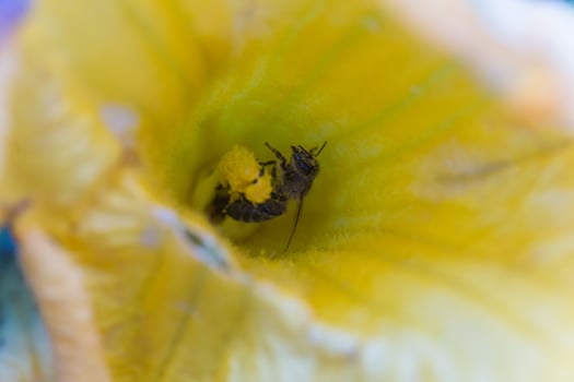 A bee collecting nectar from a pumpkin flower. A honeybee sits on the pestle of huge yellow pumpkin flower. photo