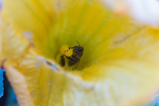 A bee collecting nectar from a pumpkin flower. A honeybee sits on the pestle of huge yellow pumpkin flower. photo
