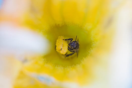 A bee collecting nectar from a pumpkin flower. A honeybee sits on the pestle of huge yellow pumpkin flower. photo