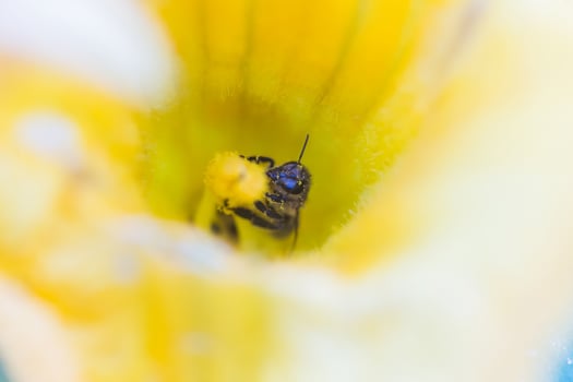 A bee collecting nectar from a pumpkin flower. A honeybee sits on the pestle of huge yellow pumpkin flower. photo