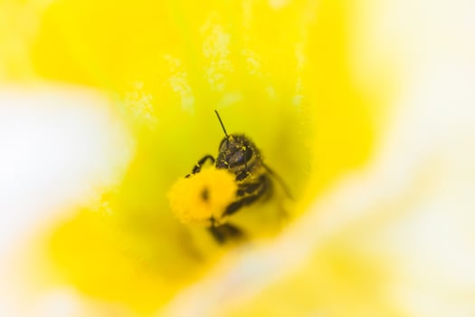 A bee collecting nectar from a pumpkin flower. A honeybee sits on the pestle of huge yellow pumpkin flower. photo