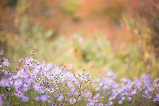 Symphyotrichum dumosum, rice button aster or bushy aster against background of autumn forest. Autumn background. last flowers. photo