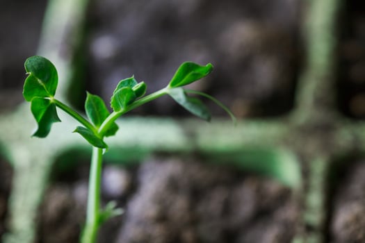 Cultivating young peas. The upcoming harvest in the garden. Peas photo