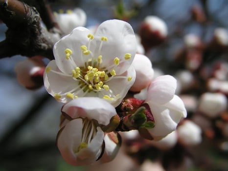 Macro photo beautiful apricot flowers on a branch on a sunny day