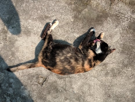 Portrait of a cat sunbathing on the street photo