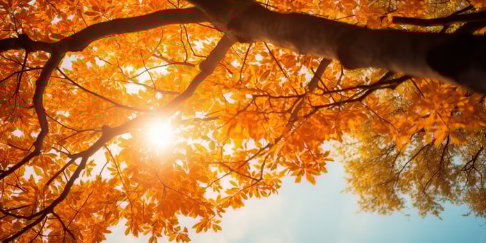 AI Generated. AI Generative. Autumn fall forest tree bottom view to the sky. Graphic Art photo