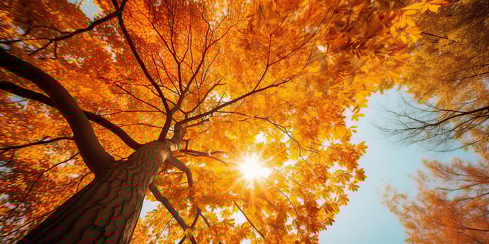 AI Generated. AI Generative. Autumn fall forest tree bottom view to the sky. Graphic Art photo