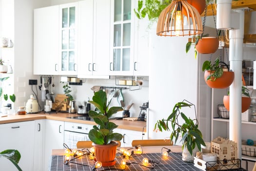 Ficus lirata in a pot in the interior of the house in the kitchen, illuminated by garland lamps. Potted plant in a green house photo