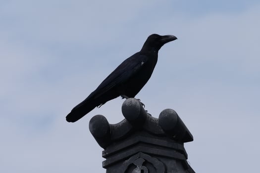 a crow on a temple roof photo