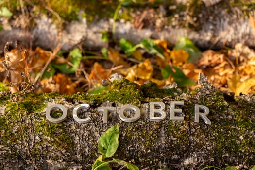 word OCTOBER laid with silver metal letters on fallen tree on autumn forest floor photo