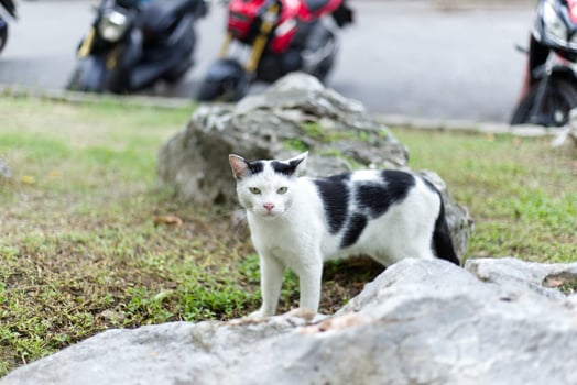 close up Strays Harlequin cat on the grass walking in the park photo