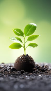 Sustainability - Green initiatives and eco-friendly practices photo