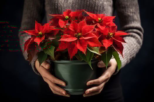 Christmas poinsettia flowers decoration in the hands of young woman on dark background. Festive banner composition. photo