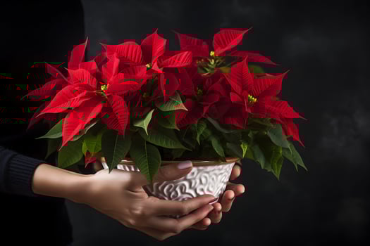 Christmas poinsettia flowers decoration in the hands of young woman on dark background. Festive banner composition. AI Generative photo