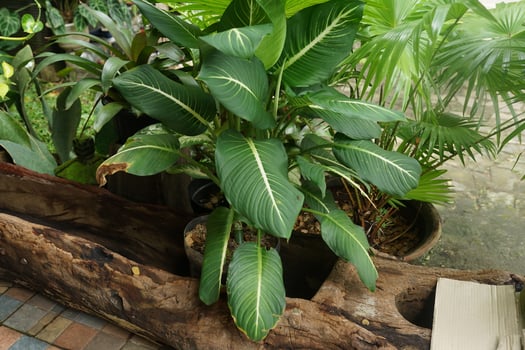 fresh  spathiphyllum leaf outside the garden in the sun photo