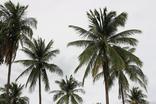 branches of coconut palms tree photo