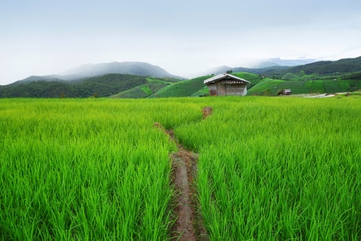 Green Terraced Rice Field in Pa Pong Pieng photo