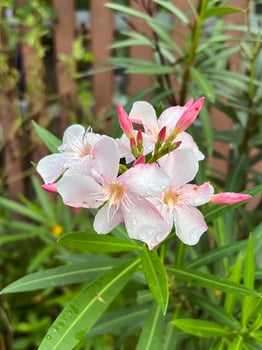beautiful Oleander flowers in the garden photo