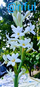 tuberose flowers on nature background photo