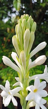 tuberose flowers on nature background photo