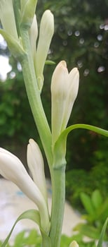 tuberose flowers on nature background photo