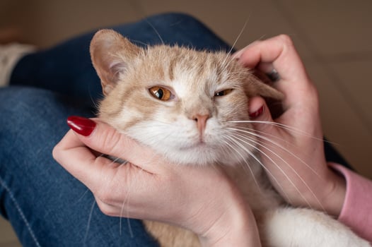 A cute red cat lies in the hands of the hostess, scratching behind the ear, stroking the cat photo