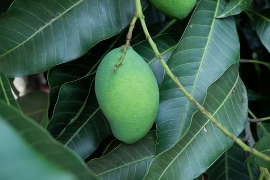 Young green mango fruit hanging on a tree with leaves in the background photo