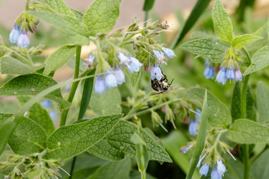 bushes with beautiful serene flowers on which a bee wasp is sitting photo