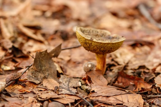 beautiful mushrooms under yellow, orange forest leaves photo