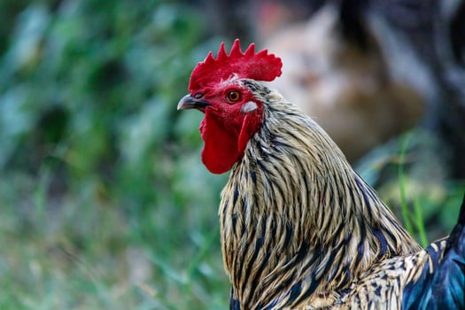 beautiful cock on grass background photo