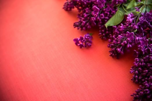 The beautiful lilac on a wooden background photo