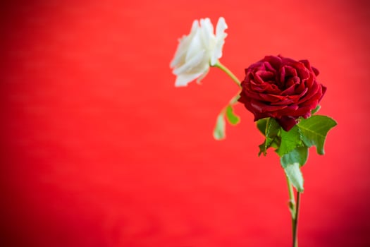 Flowers of a beautiful blooming red and white rose on a red background. photo