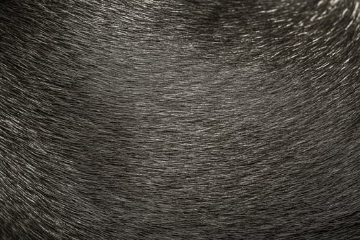 Dog fur as background close-up macro photo. Hair of a short-haired dog. photo