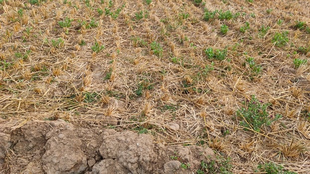 A patch of cracked dry soil in a Magelang crop field, the effects of the long dry season. Plants die from drought photo