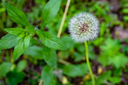 Beautiful wild growing flower seed dandelion on background meadow photo