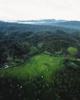 rice fields at dusk in the countryside photo