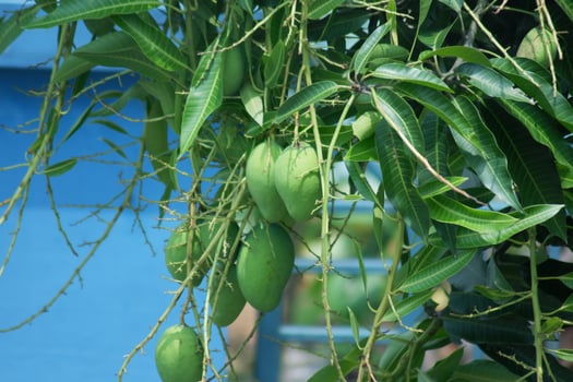 Young green mango fruit hanging on a tree with leaves in the background photo
