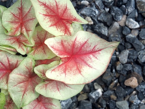 bueatyful caladium bicolor house pot sweet and vareigated plants photo