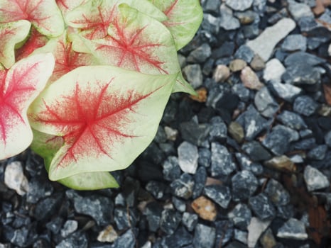bueatyful caladium bicolor house pot sweet and vareigated plants photo