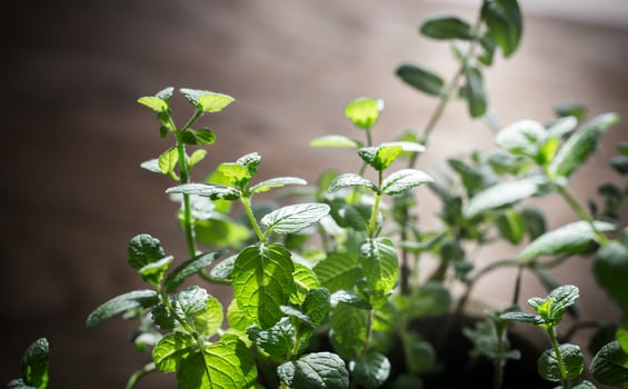 Bunch of fresh mint photo