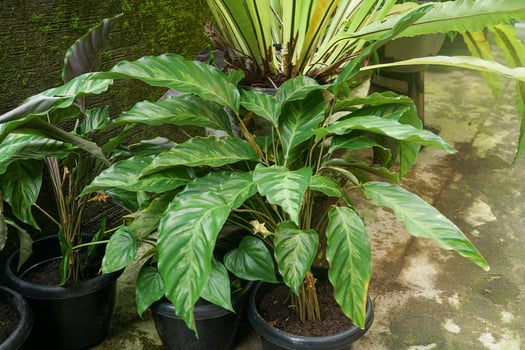 Amazing green black long leaves pattern of Calathea lancifolia or goeppertia or marantha a tropical ornamental plant photo