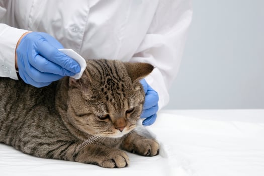 Portrait of a beautiful scottish tabby cat. Veterinary medicine. photo