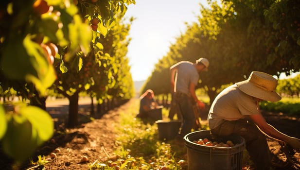 Group of farmers harvesting apricots in orchard on sunny day. AI Generated. photo