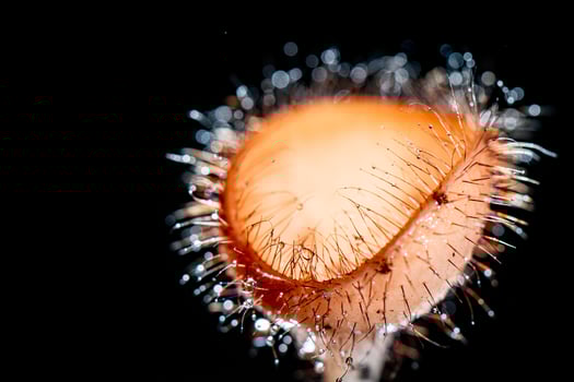 Hairy mushroom in rain forest at Saraburi Province, Thailand, photo