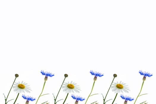Wild flower cornflower, chamomile. Natural background. photo