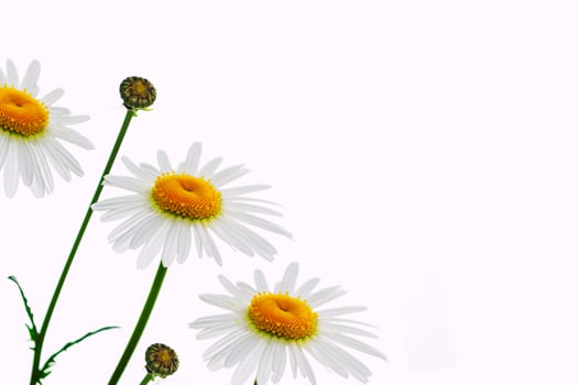 Composition of chamomile flowers isolated on white background photo