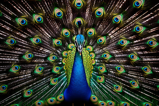 peacoock wings sharp images. Ai Generative photo